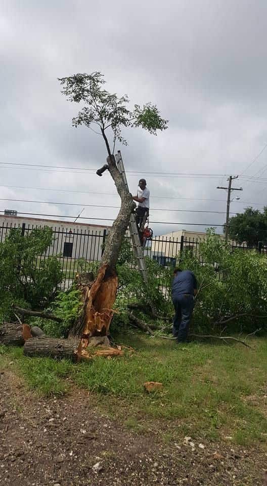 Professional tree service Dallas