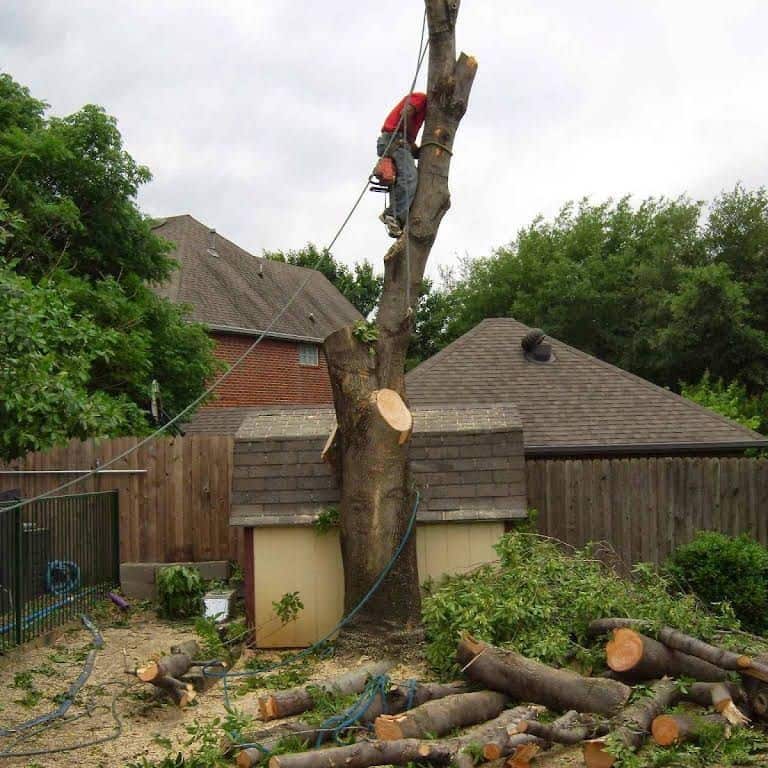 Completed tree removal job Dallas