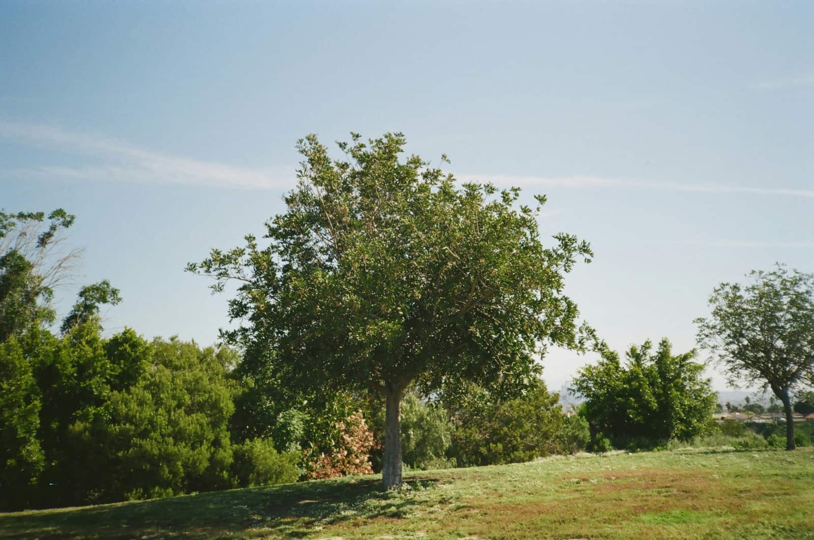 Tree work completed in Dallas area