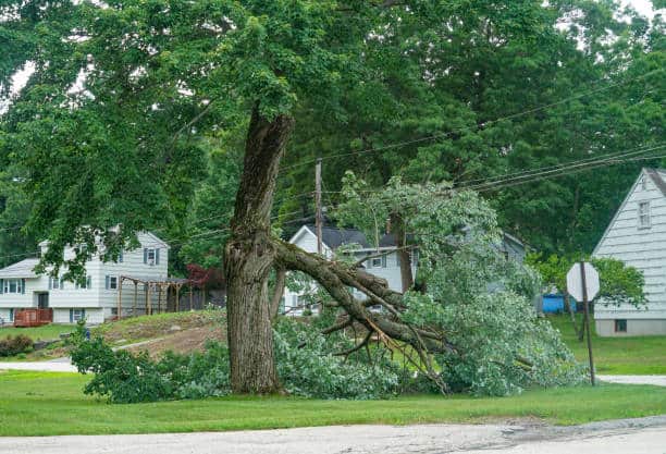 Emergency tree services Dallas