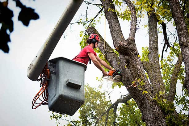 Tree health and firewood Dallas