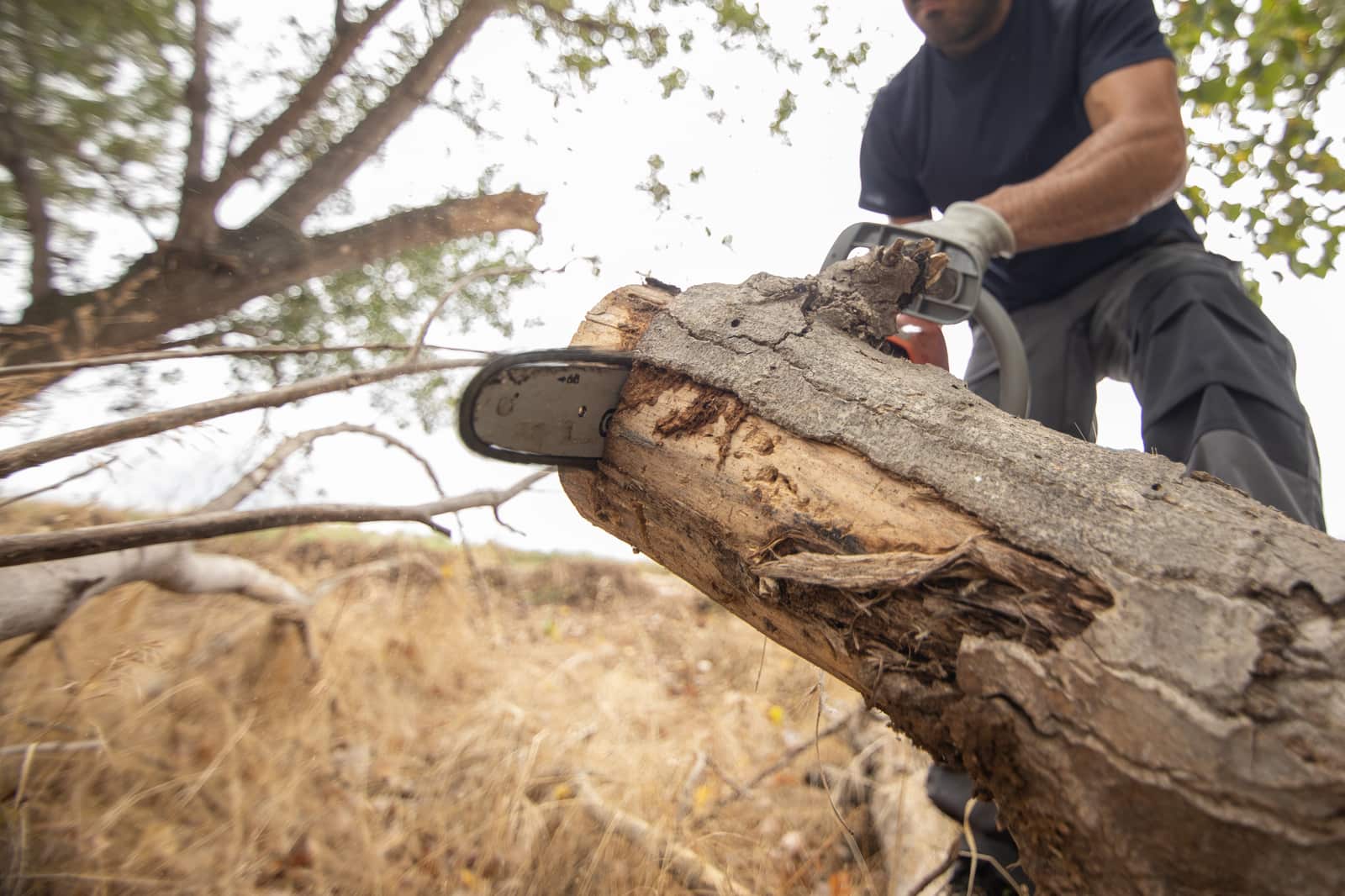 Tree removal service Dallas