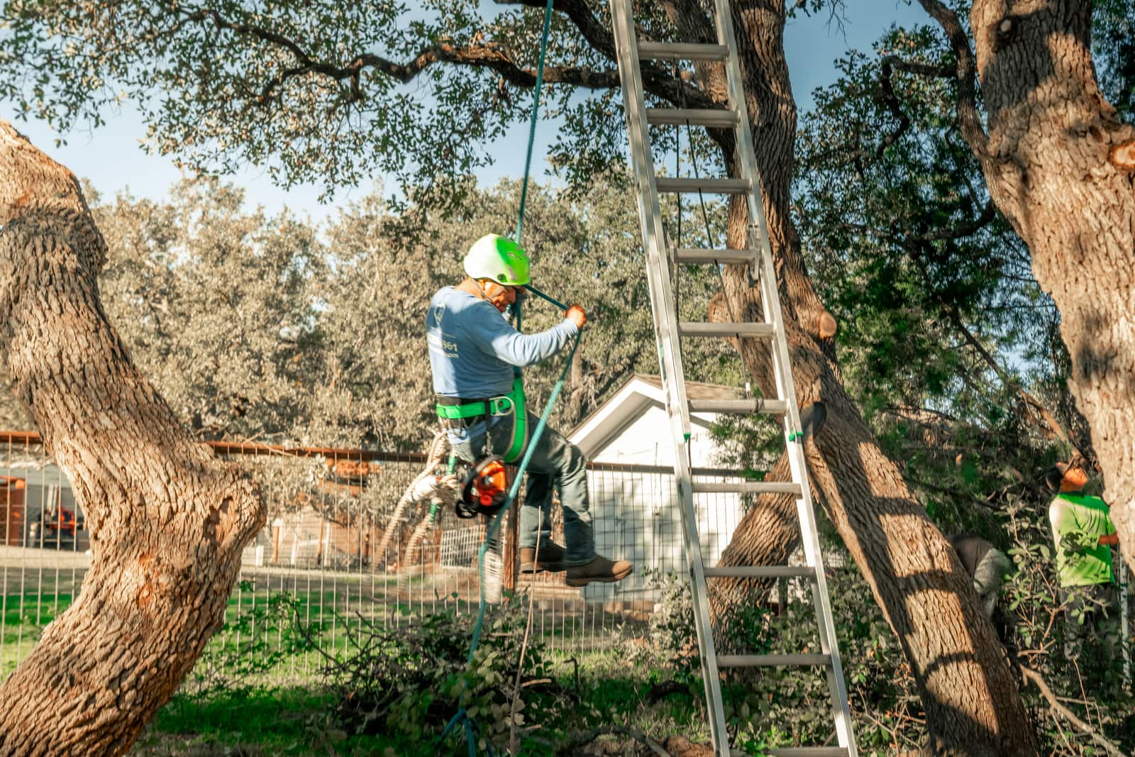 Tree trimming and pruning Dallas