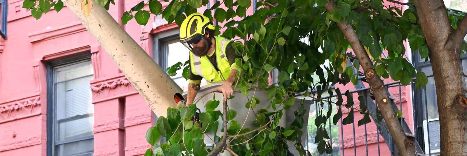 Tree trimming and pruning Dallas
